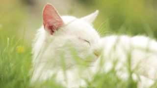 White Cat | Portrait of adorable domestic cat.