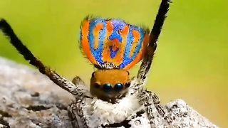 amazing macro lens