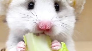 Golden Bear is definitely a vegetarian! Why do they love vegetables?