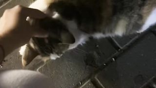 Cats love 5