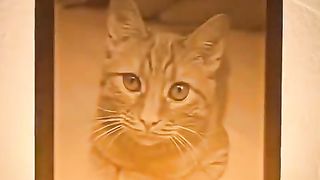 adorable cat 2