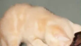 Kitten mistaken for mother's