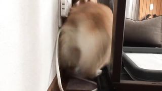 dog backing up quickly