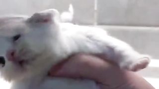 Kitten loses to hair dryer