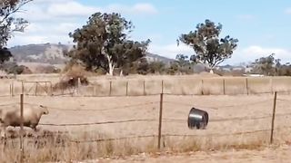 stupid sheep