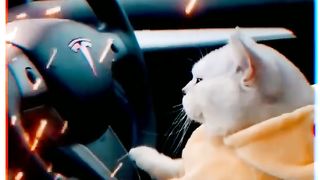 rocking  cat.. dasar kucing garong #cutecat