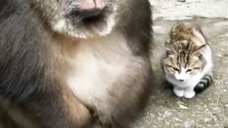 monkey and cat friendship #support