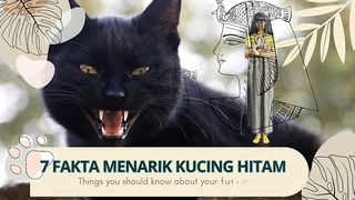7 interesting facts about black cats