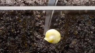 Growing Red Bell Pepper Plant - Time Lapse