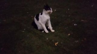 Funny cat style