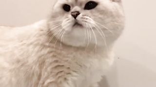 Love cats 2