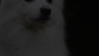 Dog for sale