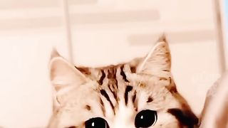 ❤❤kitty cat