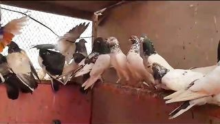 Beautiful pigeon breeder pairbest flying