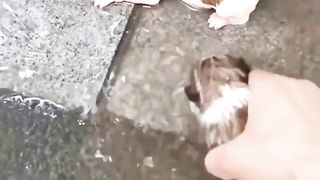 Спасение щенков