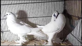 Pamerion pigeon beautiful breeder pair