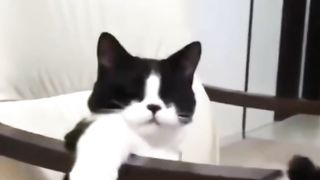 'Fulano'...Nossa seus gatos ficam dentro de casaA casa é deles!.