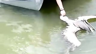 Man-saves-pelican-choking-on -fish
