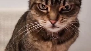 Alguém aí gosta de festa surpresa O gatinho aí não parece que gostou dessa patifaria não