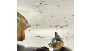 O vídeo mais lindo que você irá assistir hoje!