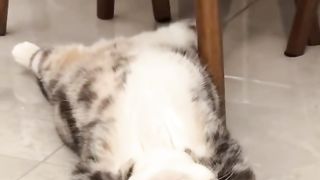 Estou tão cansado, não fiz nada hoje, mas estou tão cansado