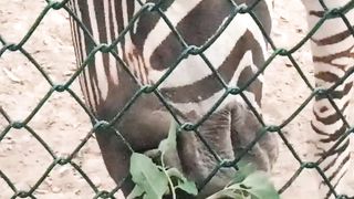 Zebra eating grass