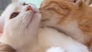 O amor está no ar...