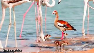 Flamingos Egyptian goose