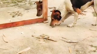 Prank with dog