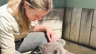 Koalas are so adorable