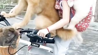 Cachorro é tudo de bom