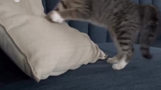 È no que dá criar gato com cachorro...