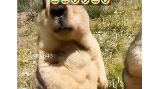 Funny Squirrel Viral Video 3