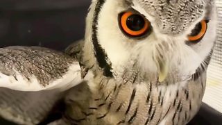 As corujas são belas criaturas noturnas que nos encantam com seus olhos penetrantes e seu voo silencioso