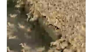 Shorts _ Vịt con tắm nước để lên tàu _ Ducks _ The Duck _ Vietnamese Duck TV