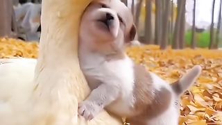 Pato cuida de cão