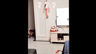 Funny Animals ???? Funny Cats & Dogs Videos ???? Funniest Animals 2023