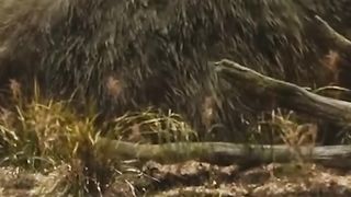 King Kong vs Godzilla 2