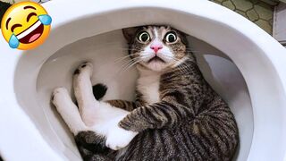 Funniest CATS and KITTENS ???????? A Whisker-twitching Cat Compilation for Feline Admirers! ????❤️