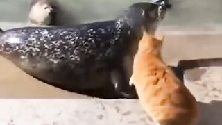 Cats The Masters of Chaos! ???? #shorts