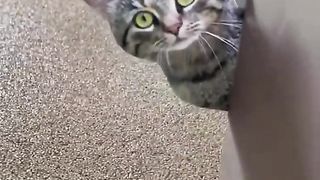 They try to prank the cat