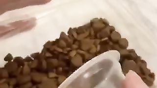 Розыгрыш собаки - смотрим на ее реакцию