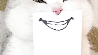 Cat being played with 2