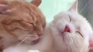 flirty cat