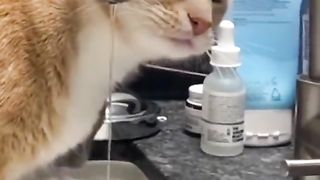 goofy cat 3