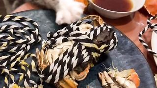 Cat who wants to eat crab