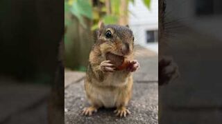Behold the super cheek powers of Boris, fill the cheeks #shorts #boris #chipmunks