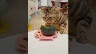 cute cat eating pumpkin