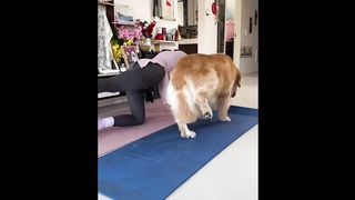 Ce Chien est Super Intelligent