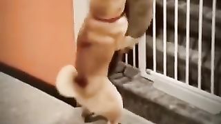 Cat Funny Video 2